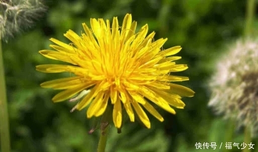 农村|提个醒:在农村遇见这种野草,一定要拔回家,被称为“草药皇后”