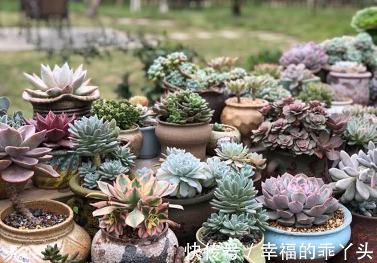 养多肉的花友,在12月份都在做“3件事”,多肉肥美胖成球