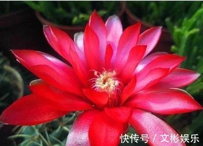 仙人球开花简直可以称得上惊艳,学会几个步骤,鲜花开满盆