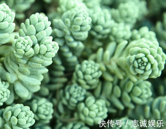 非常好养的4种多肉,养肉“新手”也能养活,盆盆都漂亮!