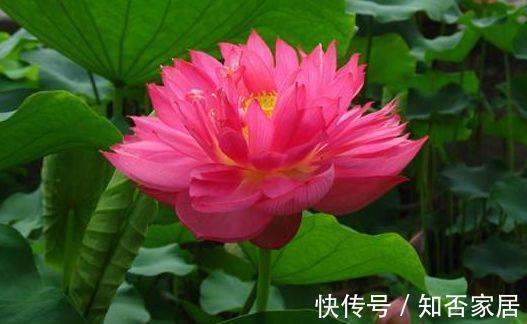 花友|农历7月5号起，最适合养这些花，花开香气扑鼻，庭院变花海