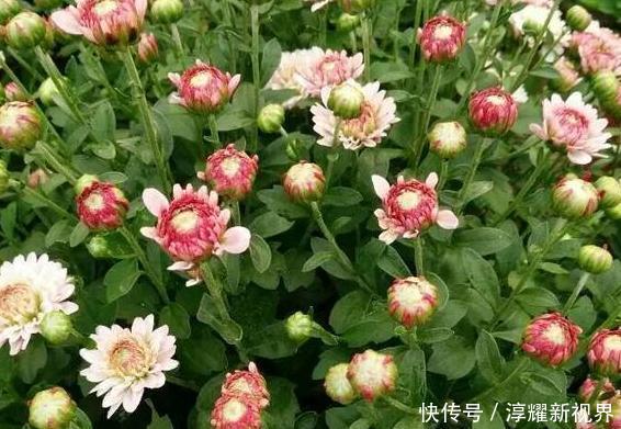 昙花|天热阳台该种植什么花15种''抗晒''植物，盆栽赏花不犯愁