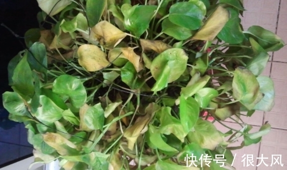 用法|拿白醋养杜鹃、栀子花、绿萝,原来用法有区别,效果也不一样