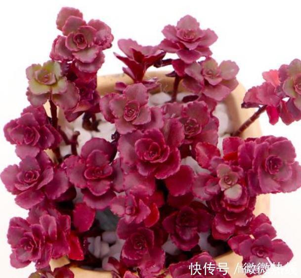 5款“玫瑰系”多肉,不仅颜值高,且好养活,新人也适合