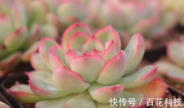 要点|60种多肉图鉴及养护要点,1分钟学会,超全超实用!