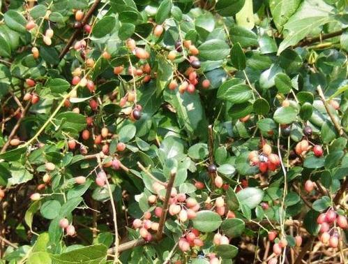 万物生长|它是治疗腰疼的特效药,价值珍贵,在农村却被当柴火烧掉,可惜了