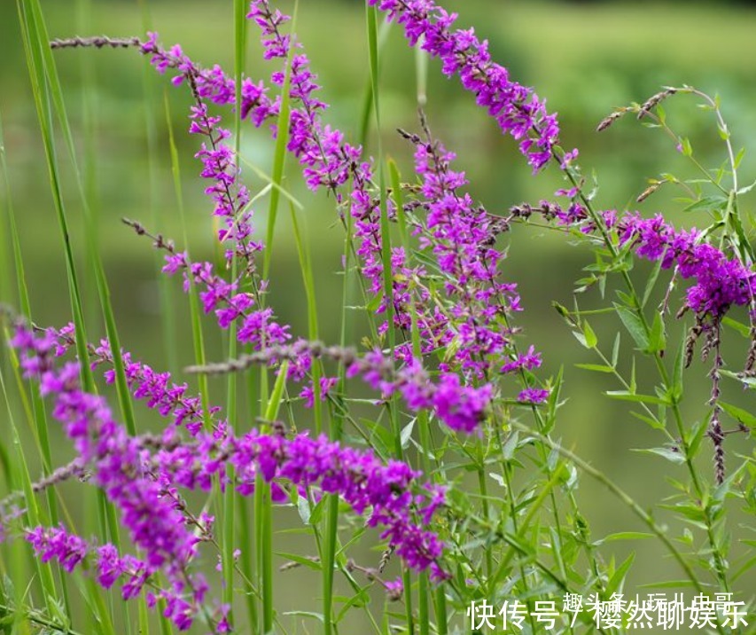 千屈菜清热凉血，抗菌抗炎，掌握三点，种出优质千屈菜来！