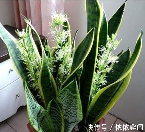 春天养花,不妨养这四款花,耐热耐晒更耐旱,浇水就疯长