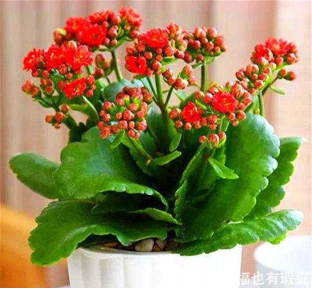 长寿花如何度过“夏难”早做1件事，避开3个坑，轻松开爆盆