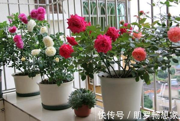 草木灰|养花缺少磷钾肥学会自制技巧,往花盆里放一点养啥植物都旺