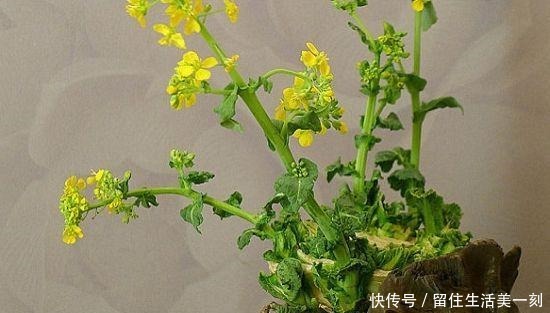 5种吃剩的菜根别丢,种出漂亮的小盆栽,不花一分钱,比花还漂亮!