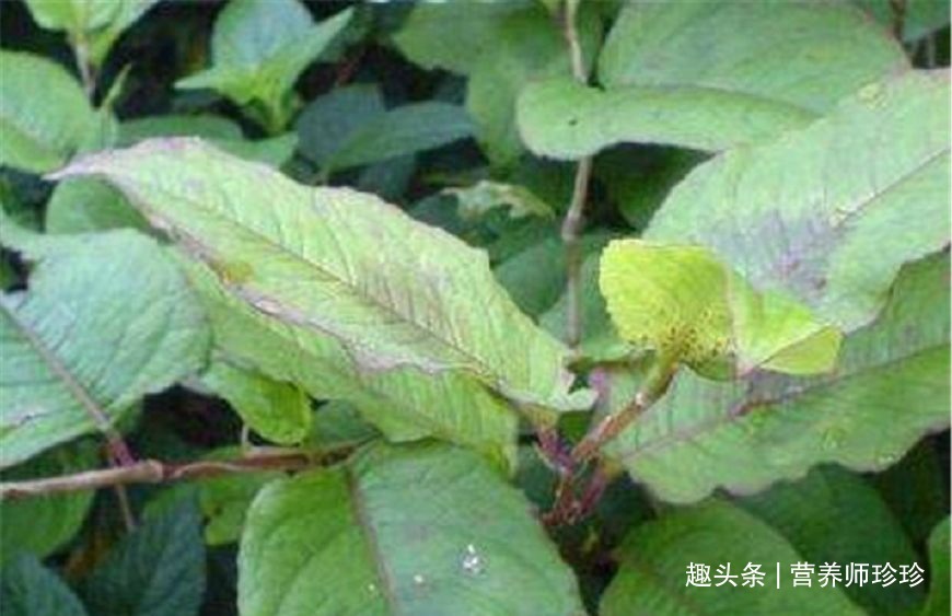 野草|若你在家乡还能见到它们,赶紧带回家,价值珍贵,现在不多见了