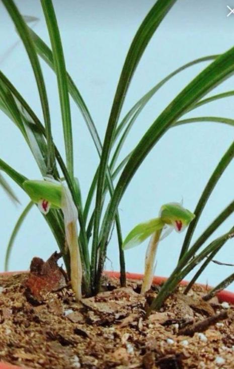 要把带花苞的兰花种活,要去“剪一刀”,不然就“悬”咯!