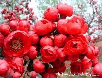 阳台再小也要种上一棵,开花比玫瑰好看,花香比桂花香!