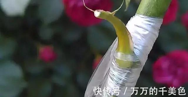 成就感|月季界的新宠,手把手教你制作树状月季,自己动手更有成就感