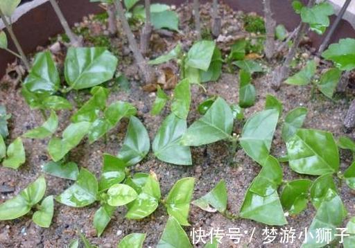 茉莉花不会养,教你4招小技巧,扦插生根快养护更简单