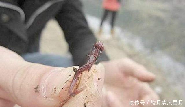 野钓|双钩挂蚯蚓野钓,就用这两种调漂方法,操作简单还精准
