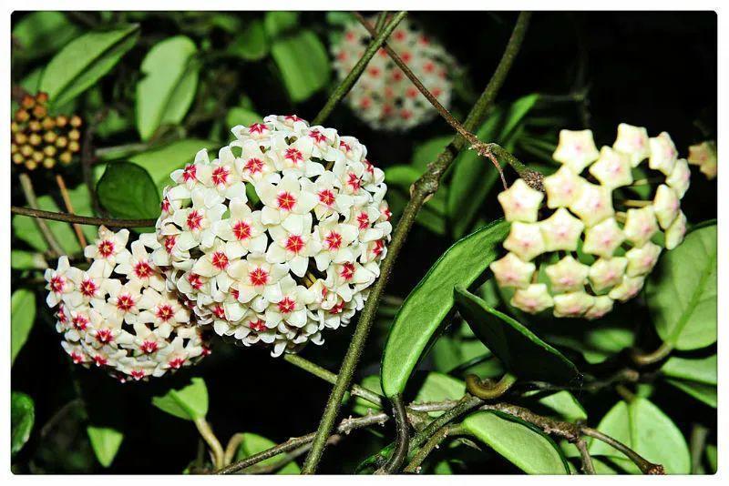 7种花要慎养,房前屋后都爬满,邻居有意见!