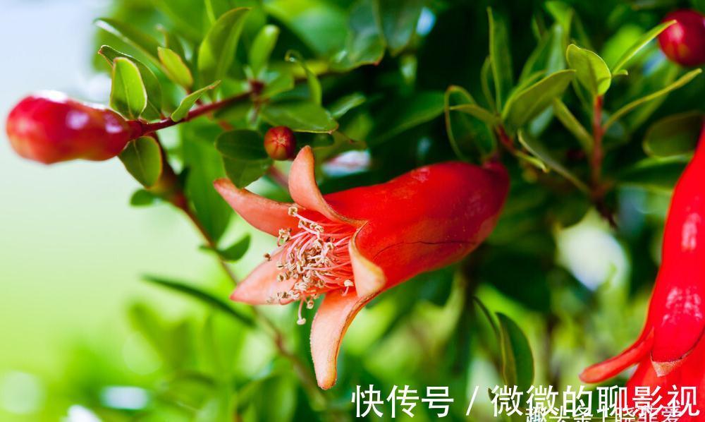 7种“旺宅树”，家有空地建议种一棵，能吃好看，旺财添福寓意好