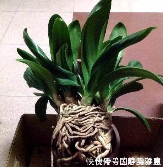 盆底|君子兰要怎么浇水注意“1点”,叶片多,长得旺,开花开疯了!