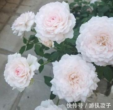 有机肥|月季花为什么开花越来越浅,颜色越来越淡,3个原因区分对待