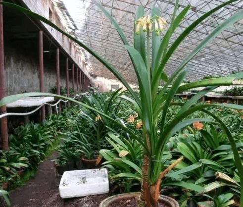 婆婆在家种了10年君子兰,没想根茎比我手臂还粗开花开得好奇怪