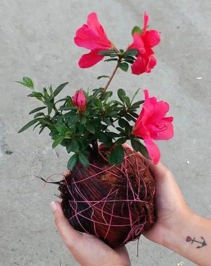 室内绿植种花不用盆,揉一个小球吊起来就让家里美翻