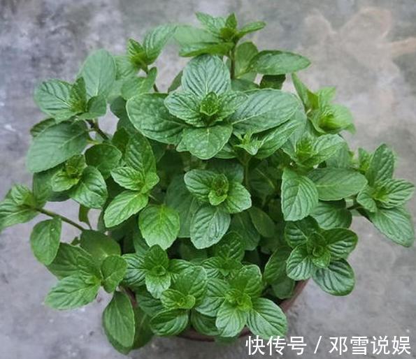 扛把子|在家盆栽5种植物,无需人为打理,是名副其实的''扛把子''