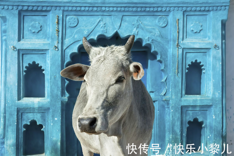 属鼠|属鼠人跟啥生肖有缘有份,能做真爱夫妻?婚后家庭安康,旺夫十足