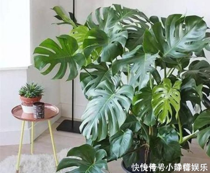 家里最适合养这3种花,净化空气,养在客厅上档次,漂亮又实用