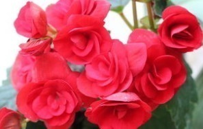 大神|“此花”不是大神“不敢”碰,浇水就烂根、叶,新手这谁养得活