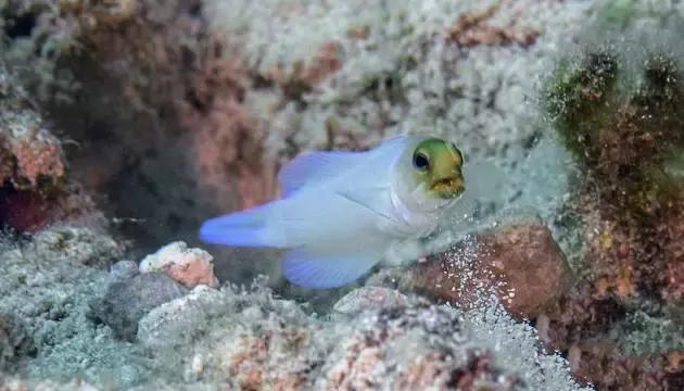 鱼将鱼卵含在口里不怕化 雄性黄头颚鱼鱼嘴孵化鱼卵 快资讯 鱼将鱼卵含在口里不怕化 雄性黄头颚鱼鱼嘴孵化鱼卵 快资讯