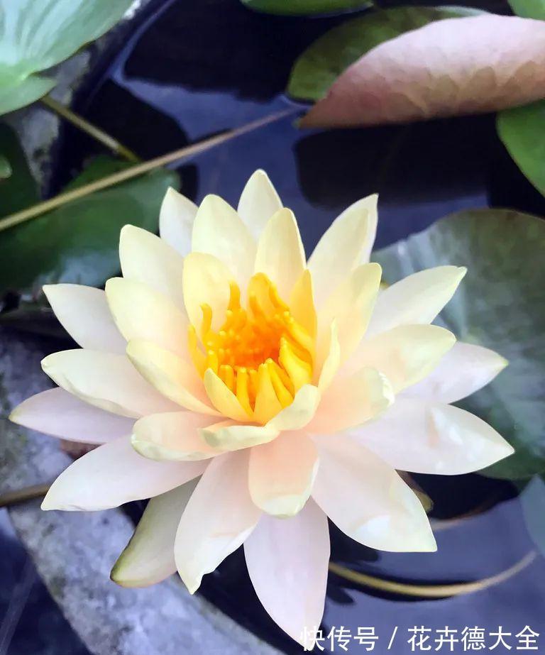 水深|“水中女神”睡莲的生长期档案,在最恰当的时机栽种与收获!