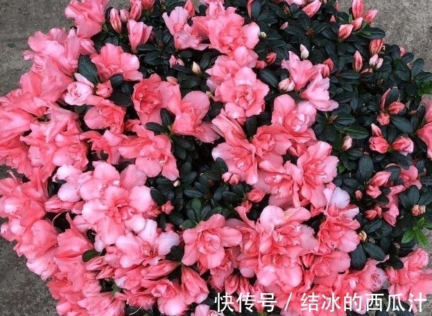 养杜鹃花,家中常备这2种水溶液,保管盆栽叶子绿、开花旺