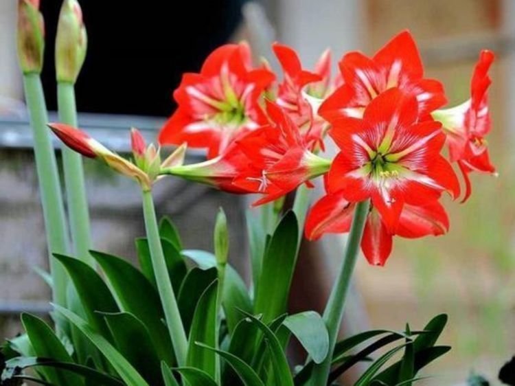 四季海棠|4种花养家里,漂亮又便宜,沾土就开花,一开就是300多天