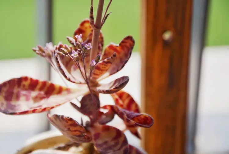 面朝大海的多肉们，在四季变迁中生生不息！