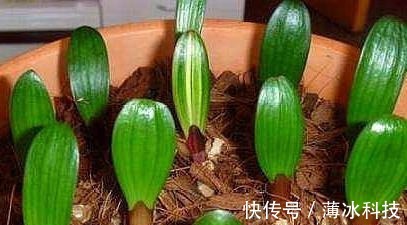 瓜子皮|什么花生壳、瓜子皮都不如“两种肥”，拿来养君子兰，叶绿花更旺