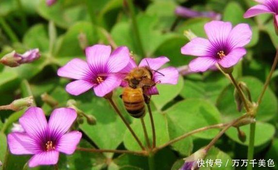 家有小院就此几款花，花姿妖娆，花开香飘溢满屋