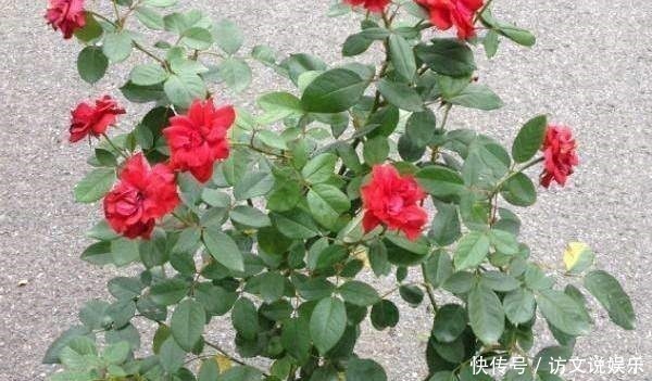 葱皮|家居养花花盆里放入这三种自制花肥,准保爆盆!