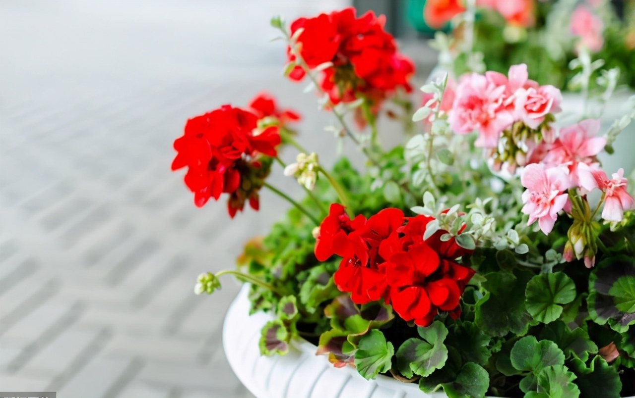 扦插|邻居的院子夏日几乎没“蚊虫”,原来是因为养了3种花,我也要养