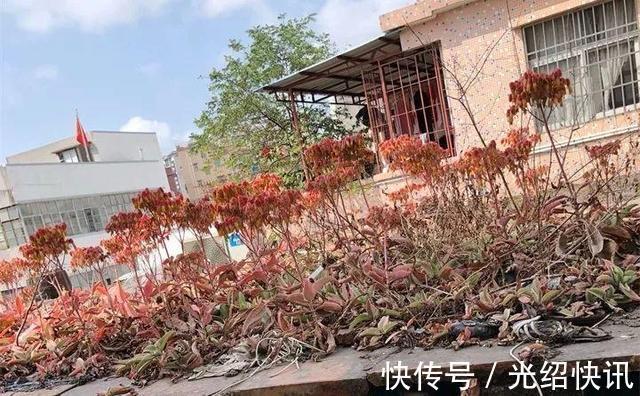 家庭养6种花“要当心”,容易出现“生物入侵”,天天起来要清理