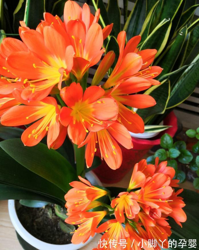 冬天养君子兰，熟记这4点要求，叶子又厚又绿，花箭拔得多