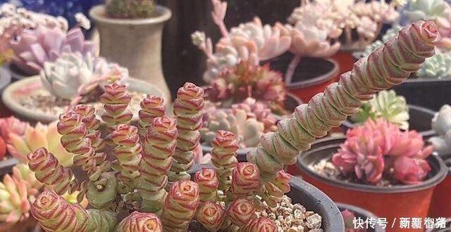 净化|家里养这4种植物，旺财镇宅，净化空气又好看，养一盆特别值