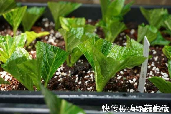 长寿花|扦插最佳时期到了,有这花赶紧插,沾土就能活!