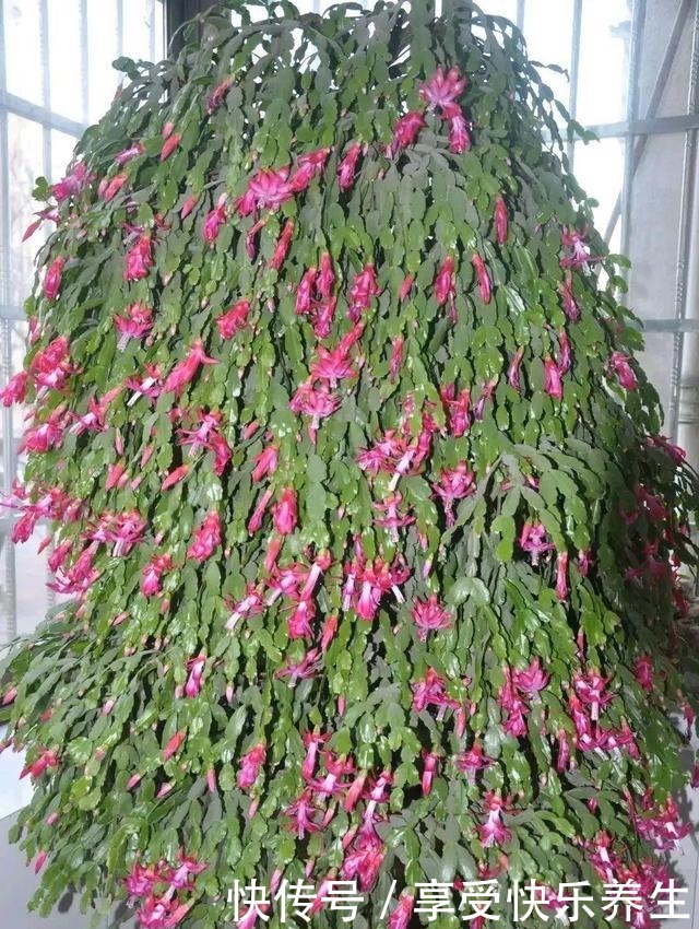 8种镇宅花,窗户边养一棵,霸气又镇宅!