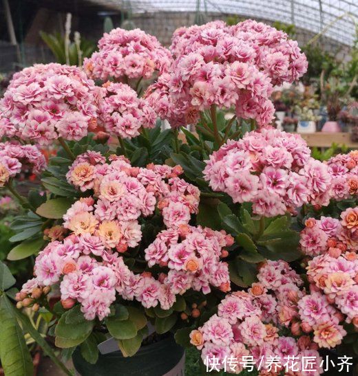 光照|入秋以后，长寿花不要着急开花，先“复壮”再促花，持续开到夏季