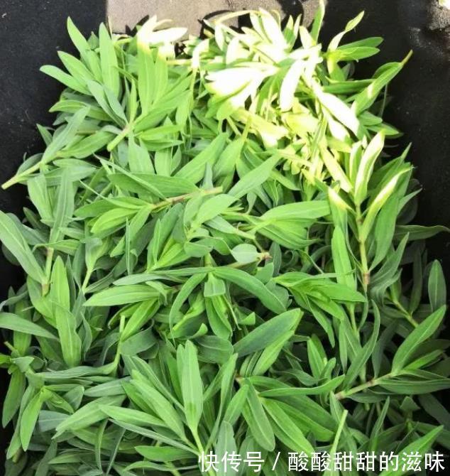 野菜|农村一种“野草”，两小时“掐”一篓子，能包包子，城里卖60一斤