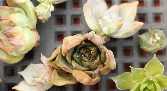 怎么消灭蚧壳虫?用这几种办法,既不会伤害花草又省钱高效