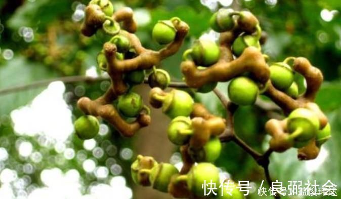 鸡爪梨|立秋时节咳嗽频发，不要慌常用此果泡酒，咳嗽不咳，胜过止咳药