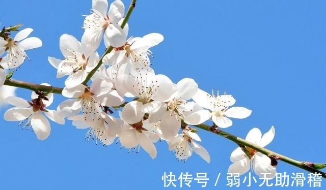 芳菲|梨花芳菲里，曼妙着美好